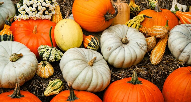 Pumpkins aren't just for Halloween: Nutritionist reveals why the orange gourds are one of the most powerful - and versatile - autumn superfoods