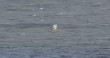 Surf cams showed foilboarder Andy McDonald suddenly falling into the water and thrashing about 50m off Prevelly Beach