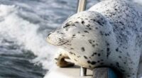 Seal escapes orca hunt by jumping onto photographer's boat