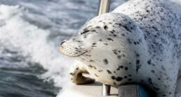 Seal escapes orca hunt by jumping onto photographer's boat