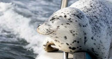 Seal escapes orca hunt by jumping onto photographer's boat