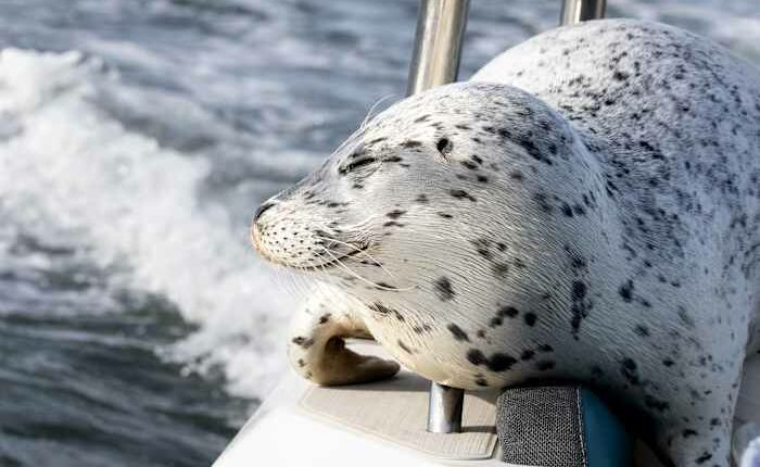 Seal escapes orca hunt by jumping onto photographer's boat