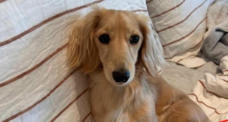 Shocked dog owner employs a PET DETECTIVE after her dachshund vanished