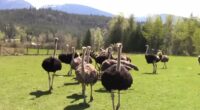 Sinister theory behind massacre of 300 ostriches by firing squad emerges: GRAPHIC WARNING