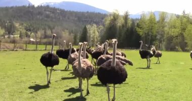 Sinister theory behind massacre of 300 ostriches by firing squad emerges: GRAPHIC WARNING