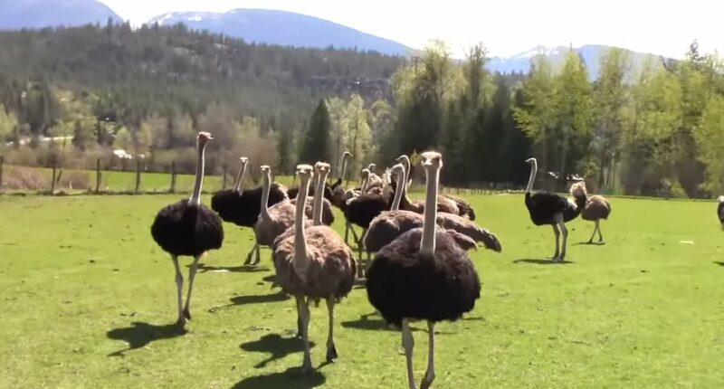 Sinister theory behind massacre of 300 ostriches by firing squad emerges: GRAPHIC WARNING