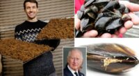 Sounds bonkers! Man turns mussel 'beards' into... acoustic wall panels