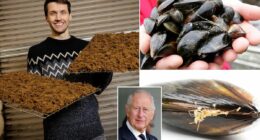 Sounds bonkers! Man turns mussel 'beards' into... acoustic wall panels