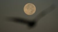 Supermoon over Tampa Bay Wednesday morning