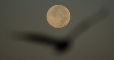 Supermoon over Tampa Bay Wednesday morning