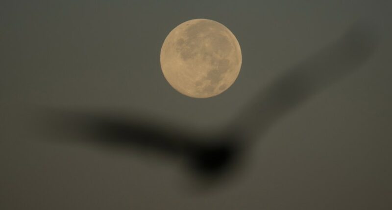 Supermoon over Tampa Bay Wednesday morning