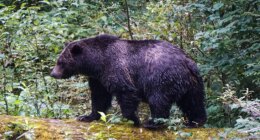 Teachers called 'true heroes' after repelling grizzly bear that attacked school group, injuring 11