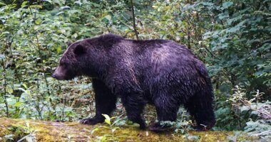 Teachers called 'true heroes' after repelling grizzly bear that attacked school group, injuring 11