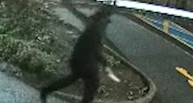 Terrifying new video shows screaming passengers run for their lives