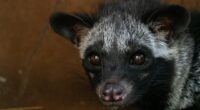 The Complexity of Civet Coffee Goes Well Beyond Your Palate