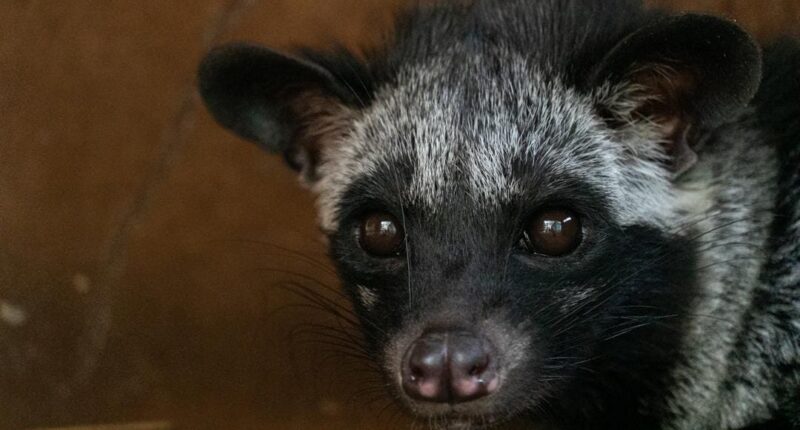 The Complexity of Civet Coffee Goes Well Beyond Your Palate