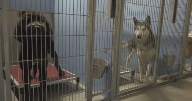 Three-Day Fetch: Jacksonville weighs stray dilemma proposal to cut shelter hold time in half