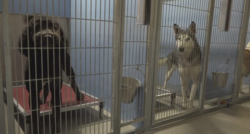 Three-Day Fetch: Jacksonville weighs stray dilemma proposal to cut shelter hold time in half