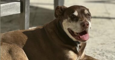 Tom Brady reveals his dog Junie is a CLONE of old family pet, Lua