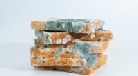 Toxicologist names the foods you should NEVER eat once mouldy: It could lead to organ damage or cancer