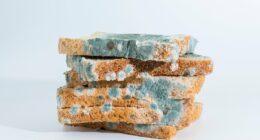 Toxicologist names the foods you should NEVER eat once mouldy: It could lead to organ damage or cancer