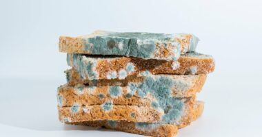 Toxicologist names the foods you should NEVER eat once mouldy: It could lead to organ damage or cancer