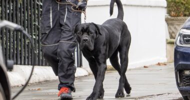 Truth about the dog that fought the Queen's son as it savaged his pup