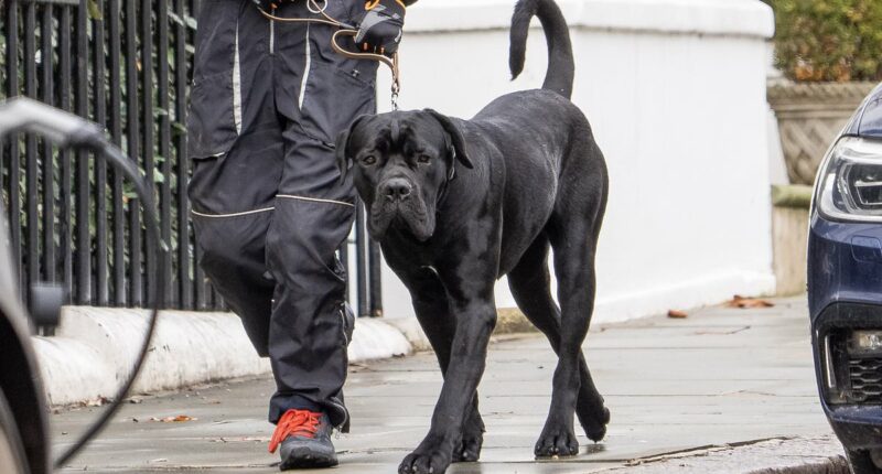 Truth about the dog that fought the Queen's son as it savaged his pup