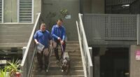 The City of Sydney Council said its rangers have seized two dogs believed to be involved in the attack and are holding them at Sutherland Animal Shelter as investigations are underway.