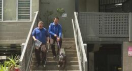 The City of Sydney Council said its rangers have seized two dogs believed to be involved in the attack and are holding them at Sutherland Animal Shelter as investigations are underway.