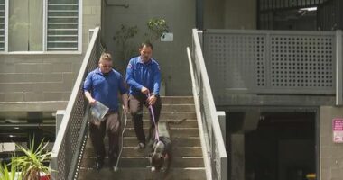 The City of Sydney Council said its rangers have seized two dogs believed to be involved in the attack and are holding them at Sutherland Animal Shelter as investigations are underway.