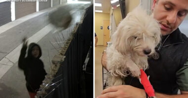 Tyler Thompson ID'd as woman arrested after video shows dog being thrown over fence in plastic bag in Anaheim, California