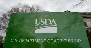 USDA tells states SNAP will be fully funded during appeal