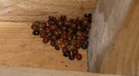 Urgent warning over 'evil ladybugs' invading US homes by the thousands