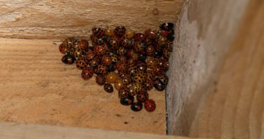 Urgent warning over 'evil ladybugs' invading US homes by the thousands