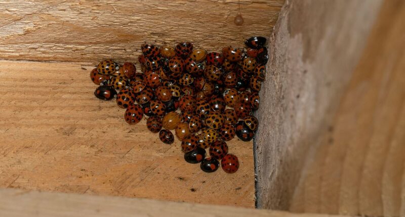 Urgent warning over 'evil ladybugs' invading US homes by the thousands