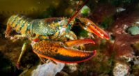 Urgent warning to seafood lovers as scientists discover dangerous microplastics in LOBSTERS