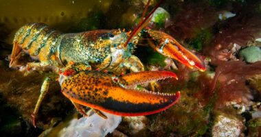 Urgent warning to seafood lovers as scientists discover dangerous microplastics in LOBSTERS