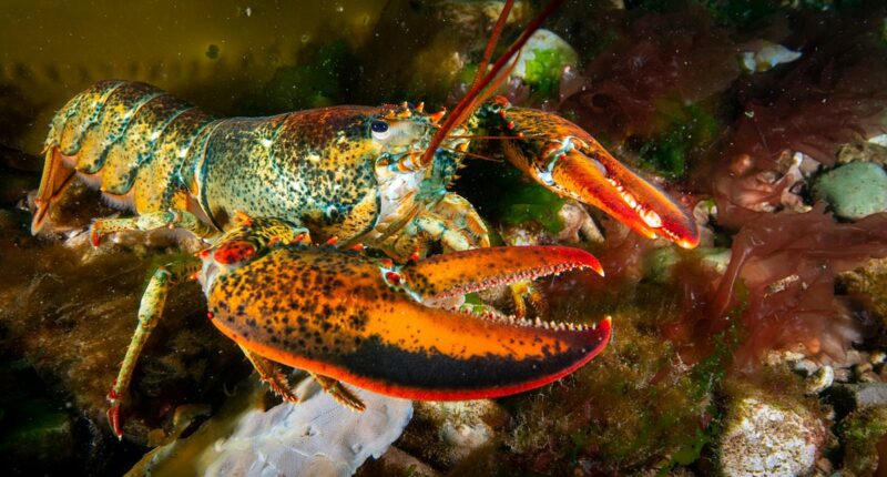 Urgent warning to seafood lovers as scientists discover dangerous microplastics in LOBSTERS