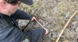 Very dangerous grizzly bear still on loose after attacking 20 students and teachers