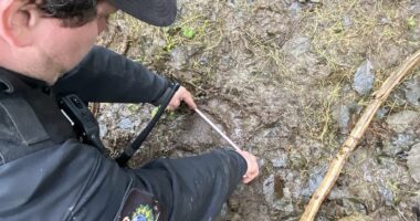 Very dangerous grizzly bear still on loose after attacking 20 students and teachers