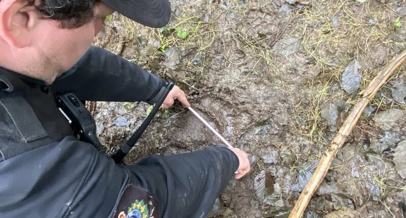 Very dangerous grizzly bear still on loose after attacking 20 students and teachers