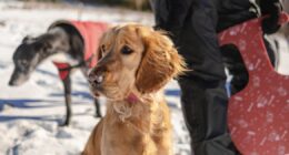 Vet's warning over 7 'serious' cold weather symptoms to look out for in pets