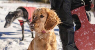 Vet's warning over 7 'serious' cold weather symptoms to look out for in pets