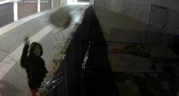 Video shows woman throwing dog over University Veterinary Center clinic fence in plastic bag in Anaheim, California