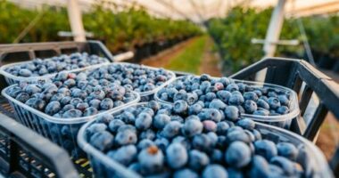 Watchdog flags safety concerns for children over pesticide sprayed on berries