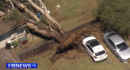 Wild NSW storms kill one man and leave 100,000 in the dark