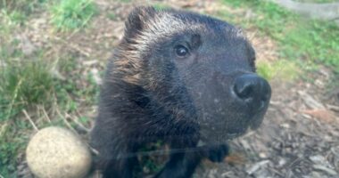 Wolverine sees brighter future after groundbreaking eye surgery