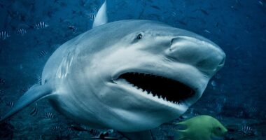 Woman in her 20s dies after being mauled by a shark on Mid North Coast