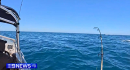 'Amazing experience' as great white shark snagged off Barwon Heads